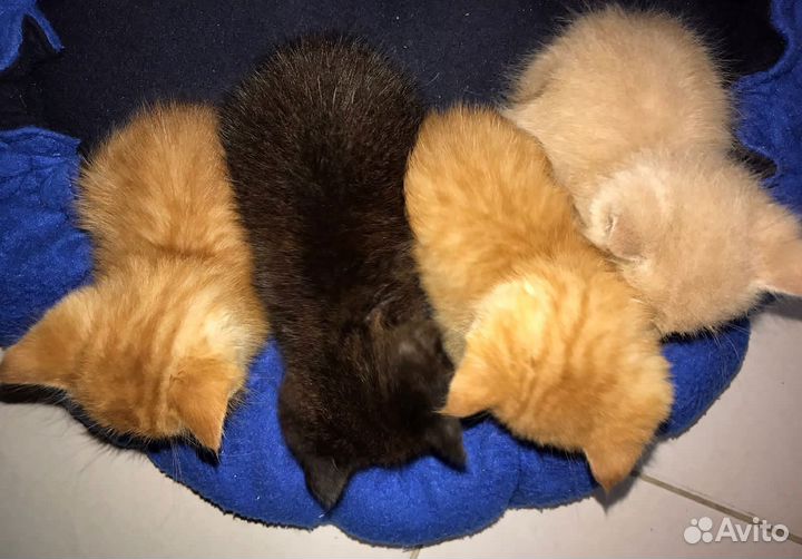 Отдам в добрые руки