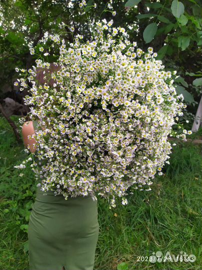 Ромашка букет