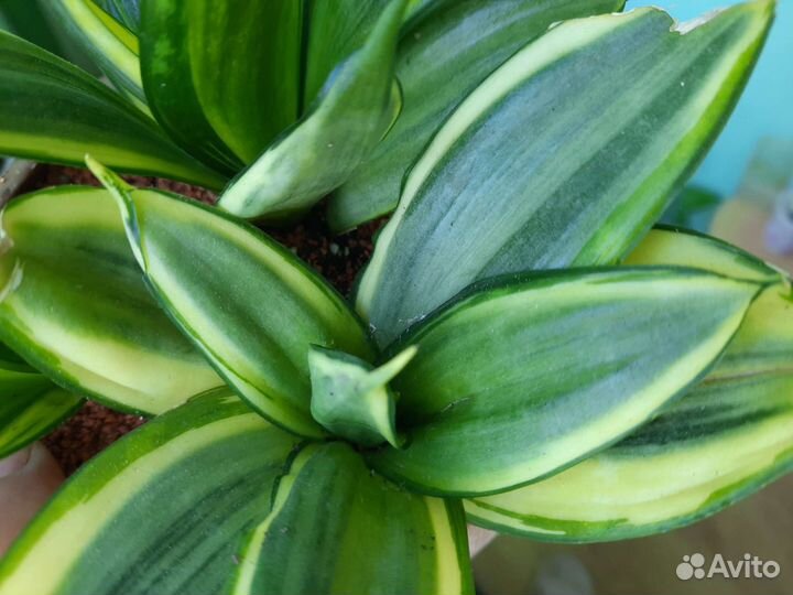 Сансевиерия ханни сильвер фрост
