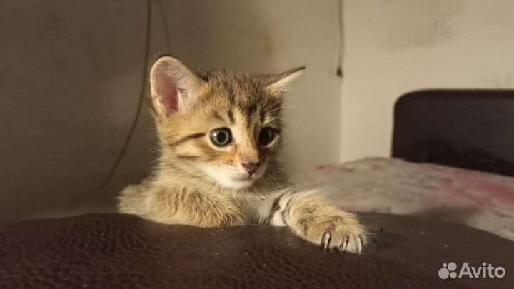 Кошечка,6 июля