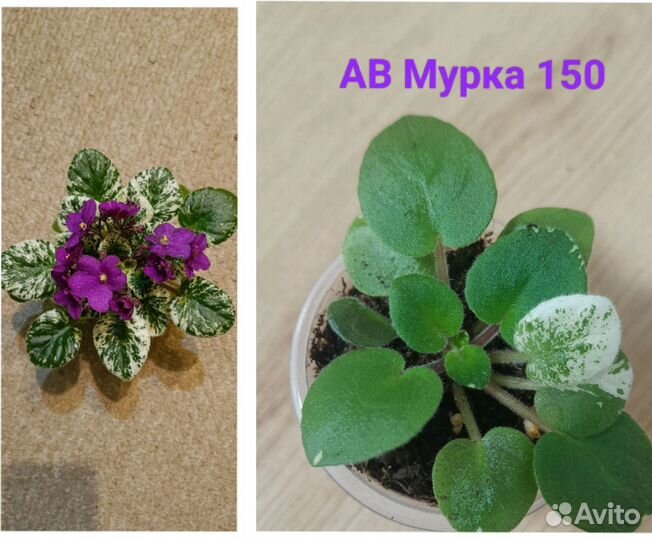 Фиалка,ромашка,ясколка,примула