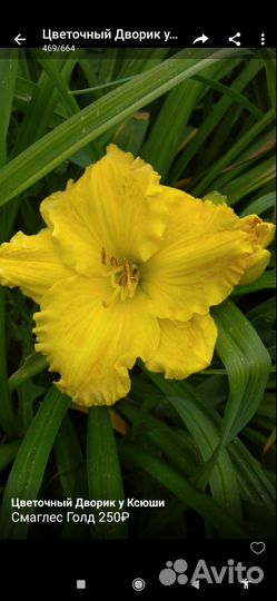 Лилейники сортовые