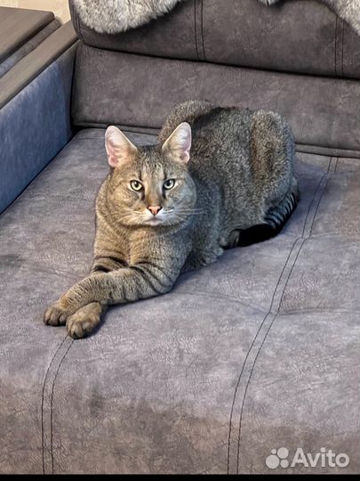 Экзотический кот