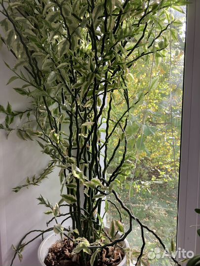 Фикус бенджамина