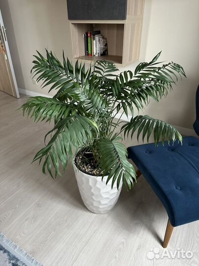 Пальма хамедорея