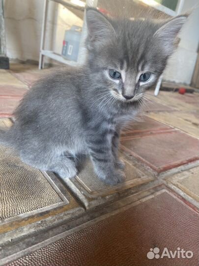 Котята британцы умные воспитанные