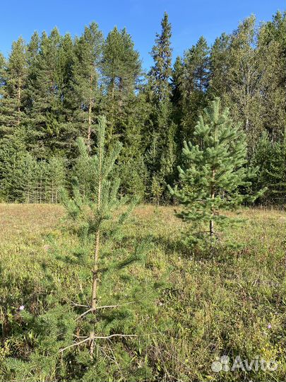 Сосна обыкновенная саженцы