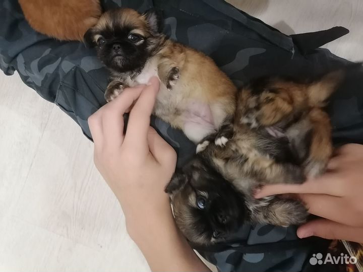 Щенки пекинеса