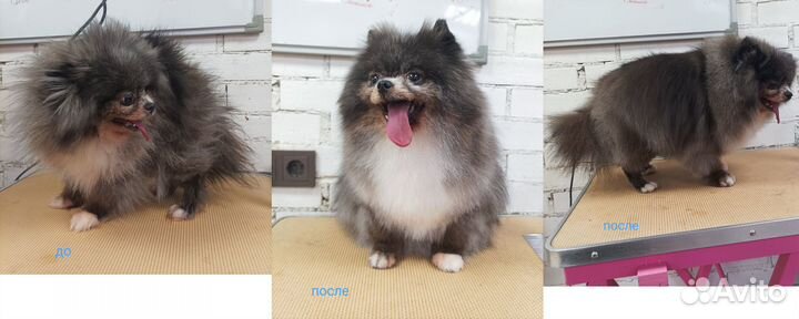 Грумер стрижка собак