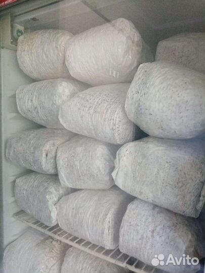 Мицелий вешенки зерновой