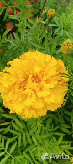 Семена цветов