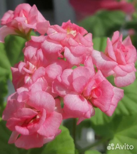 Пеларгония розебудная