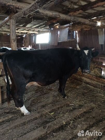 Корова дойная