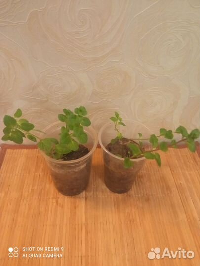 Мята садовая укорененная двух сортов