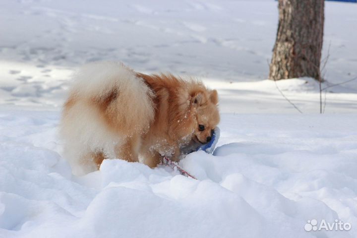 Померанский шпиц вязка