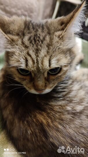 Отдам бесплатно