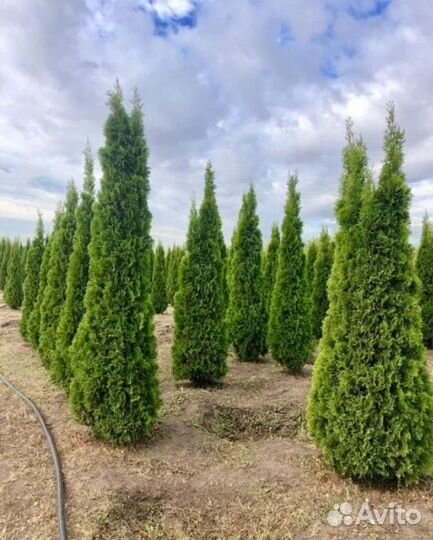 Декоративные деревья для сада