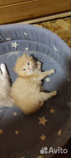 Котята в добрые руки 1 месяц
