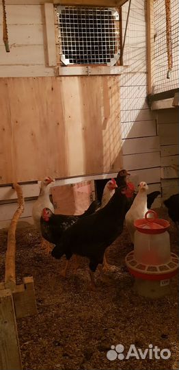 Юрловская голосистая