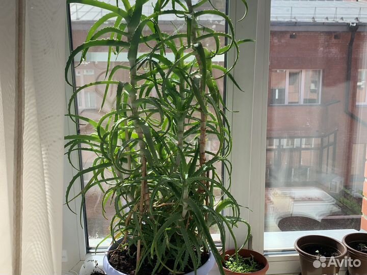 Алоэ лечебный отросток