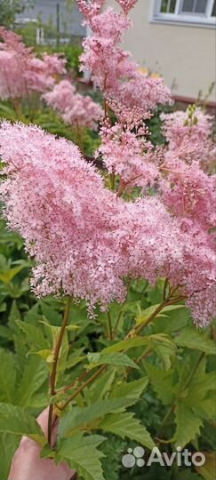 Флоксы и другие садовые многолетники