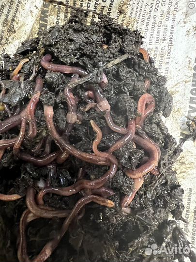 Наживка на рыбалку