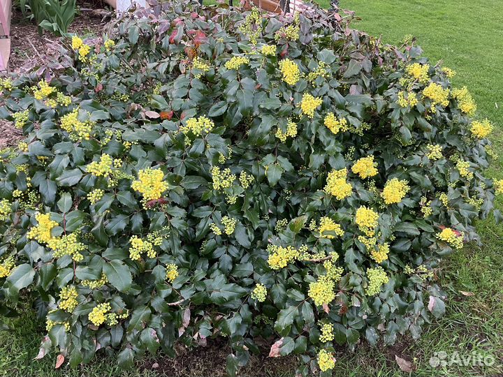 Магония падуболистная