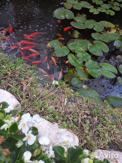 Золотые рыбки красные декоративные для пруда