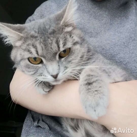 Булочка Нэнси ищет дом