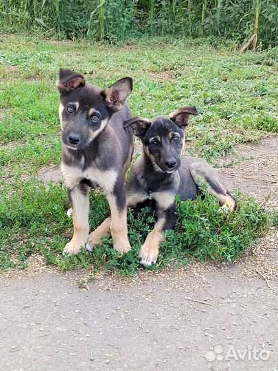 Собака отдам бесплатно