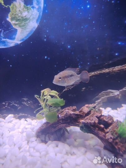 Акара бирюзовая