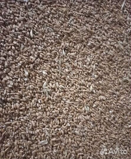 Кормовая кукуруза, Пшеница яровая корма