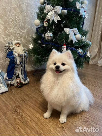 Шпиц вязка мальчик