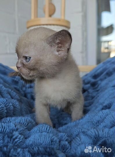 Бурманский кот