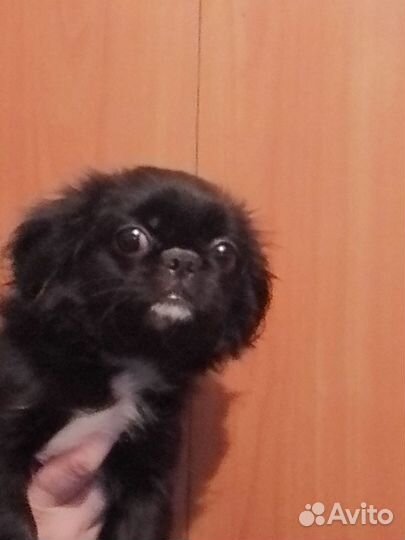 Щенки пекинеса