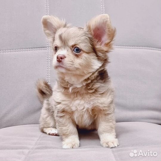 Чихуахуа мальчик мерле