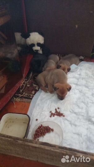 Щенки русской той терьера