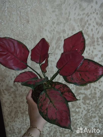 Аглоонема super Ред