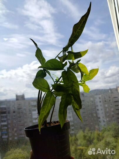 Комнатные растения