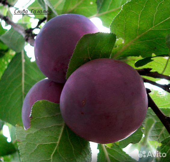 Саженцы плодовых деревьев и кустарников