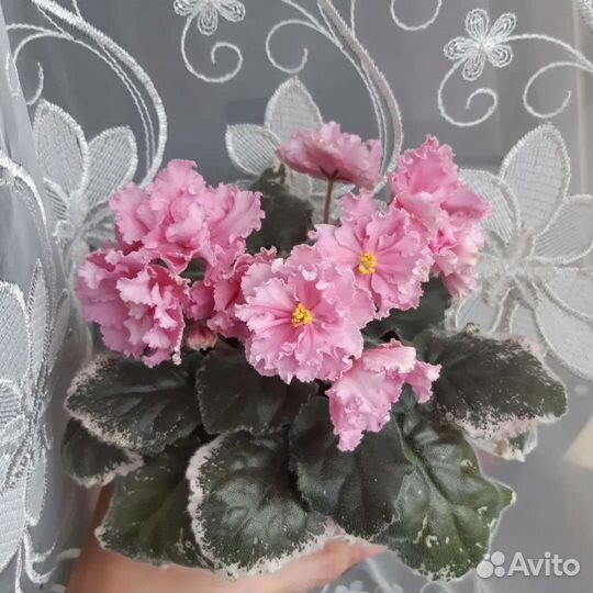 Фиалка цветущая сортовая