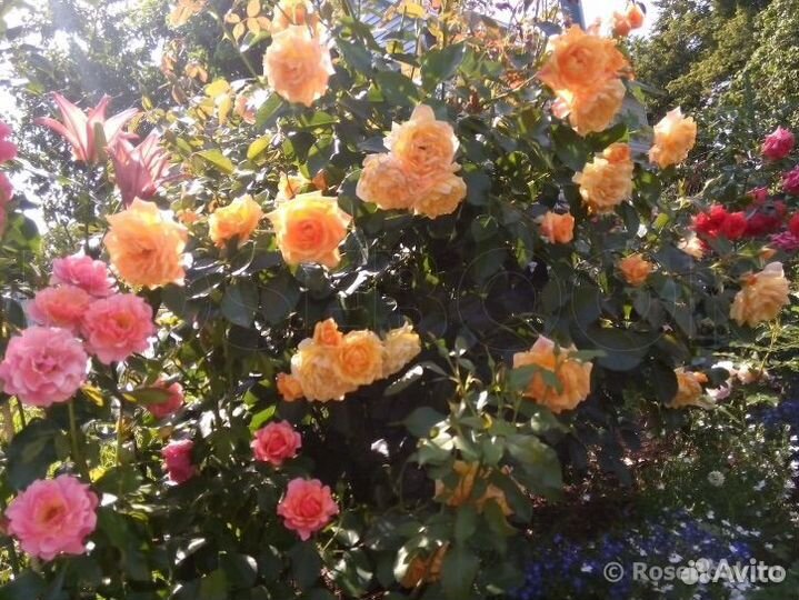 Роза плетистая чайно-гибридная 