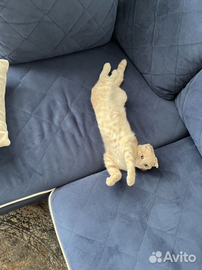 Котенок вислоухий шотландец