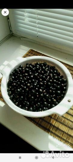 Смородина чёрная