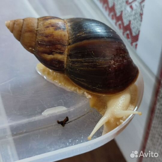 Улитки ахатины альбиносы
