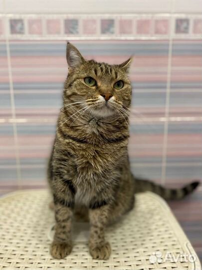 Кошка Марфуша