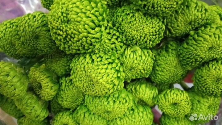 Хризантемы кустовые цветные