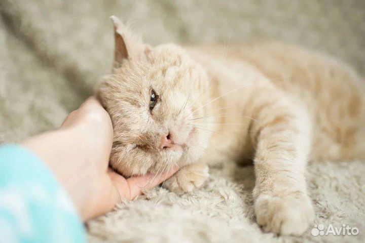 Котик. Облепих. кастрирован. Скромен. Ищем дом