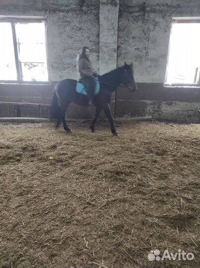 Обучение верховой езде