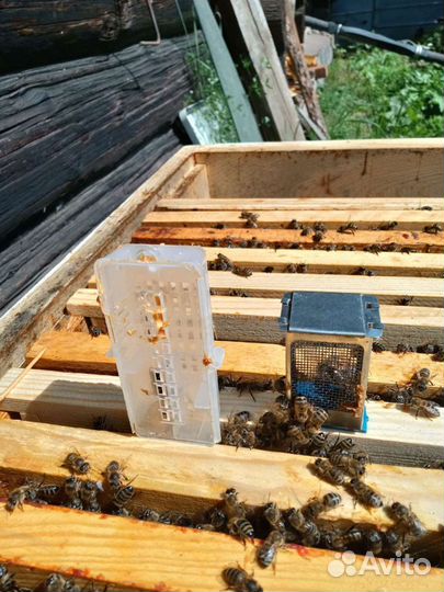 Пчёлопакеты карника Пчеломатки. Прополис